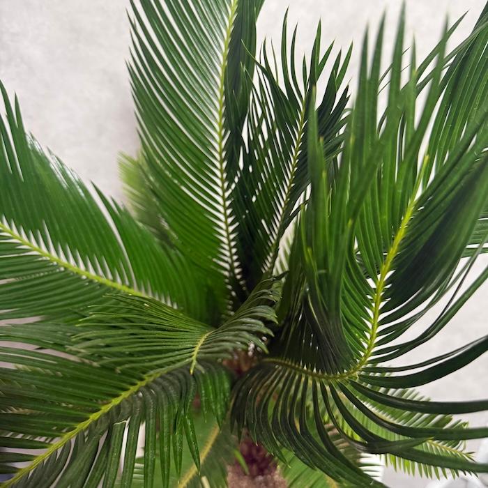 現品 観葉植物 ソテツ 蘇鉄 10号鉢苗 大型種類 庭木 風水 地植え 