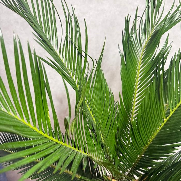 現品 観葉植物 ソテツ 蘇鉄 10号鉢苗 大型種類 庭木 風水 地植え