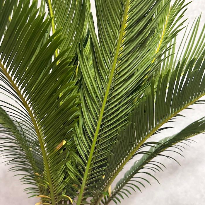 現品 観葉植物 ソテツ 蘇鉄 10号鉢苗 大型種類 庭木 風水 地植え