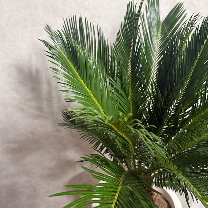 現品 観葉植物 ソテツ 蘇鉄 10号鉢苗 大型種類 庭木 風水 地植え