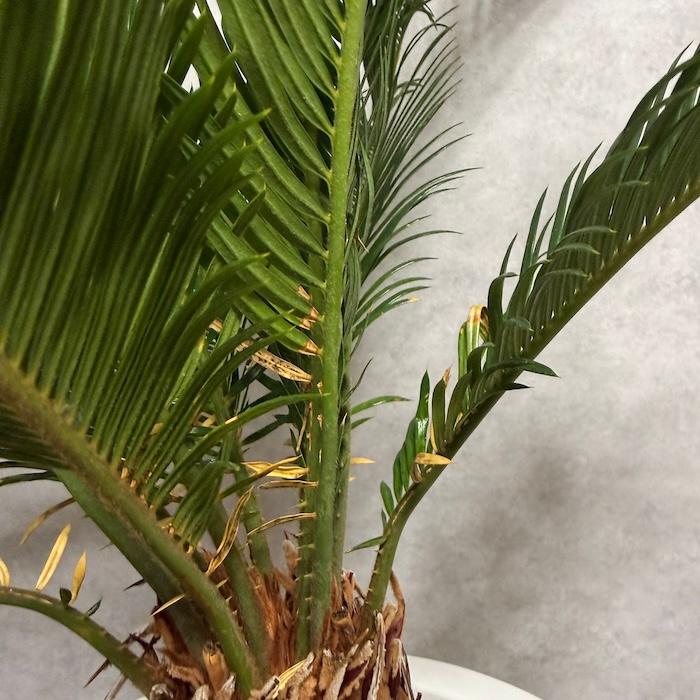 現品 観葉植物 ソテツ 蘇鉄 10号鉢苗 大型種類 庭木 風水 地植え