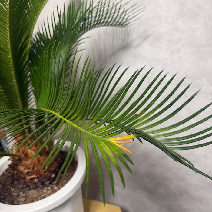 ソテツ　10号　150センチ　現品 現品 観葉植物 ソテツ 蘇鉄 10号鉢苗 大型種類 庭木 風水 地植え