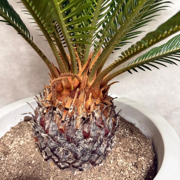 現品 観葉植物 ソテツ 蘇鉄 10号鉢苗 大型種類 庭木 風水 地植え