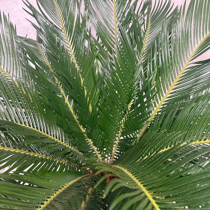 現品 観葉植物 ソテツ 蘇鉄 10号鉢苗 大型種類 庭木 風水 地植え