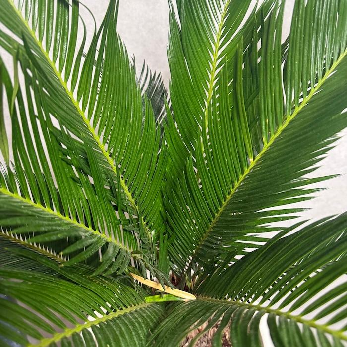 現品 観葉植物 ソテツ 蘇鉄 10号鉢苗 大型種類 庭木 風水 地植え