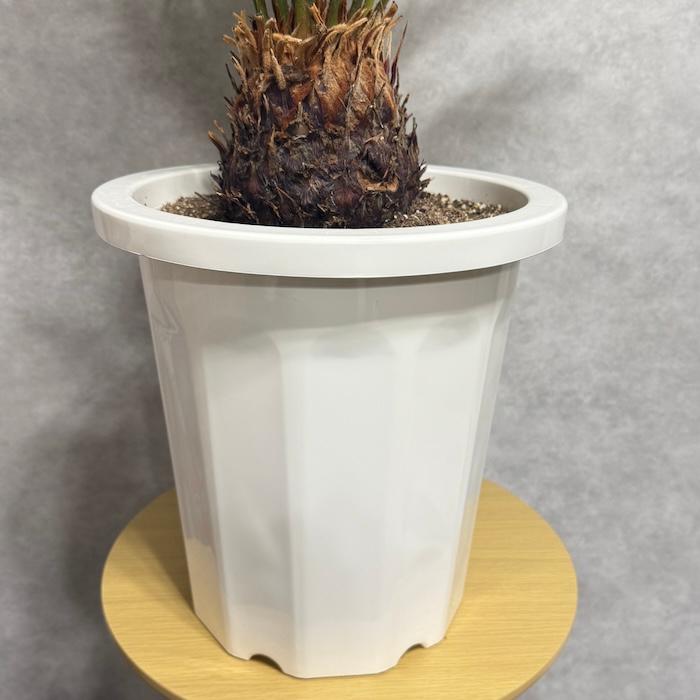 現品 観葉植物 ソテツ 蘇鉄 10号鉢苗 大型種類 庭木 風水 地植え