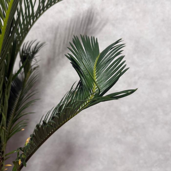 現品 観葉植物 ソテツ 蘇鉄 10号鉢苗 大型種類 庭木 風水 地植え