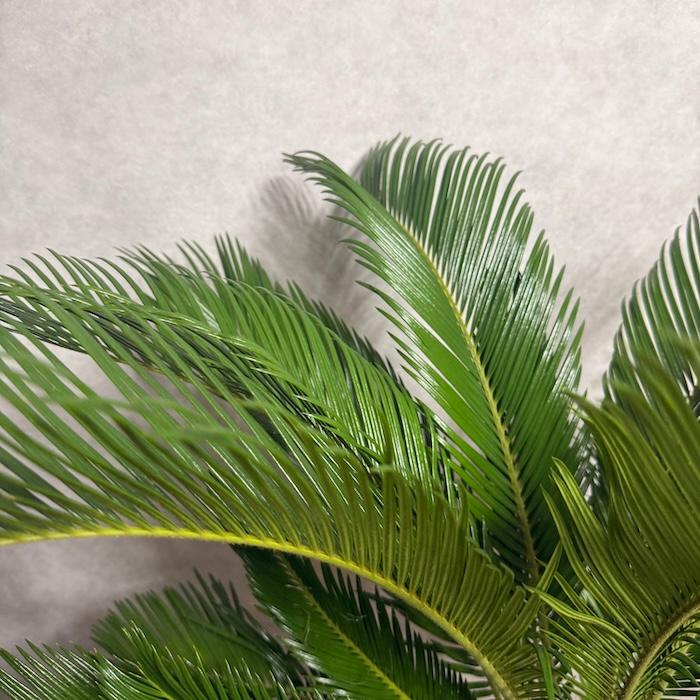 現品 観葉植物 ソテツ 蘇鉄 10号鉢苗 大型種類 庭木 風水 地植え