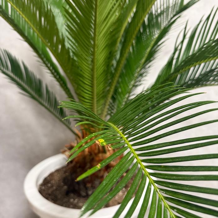 現品 観葉植物 ソテツ 蘇鉄 10号鉢苗 大型種類 庭木 風水 地植え