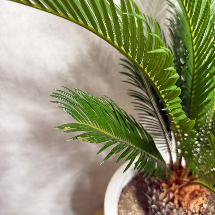 蘇鉄　⭐️ソテツ 観葉植物 鉢植　⭐️ 10号鉢 現品 観葉植物 ソテツ 蘇鉄 10号鉢苗 大型種類 庭木 風水 地植え