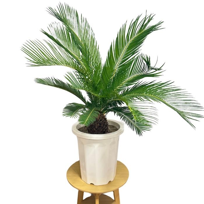 現品 観葉植物 ソテツ 蘇鉄 10号鉢苗 大型種類 庭木 風水 地植え