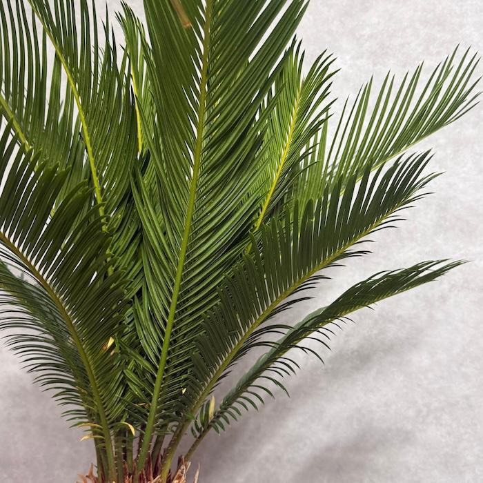 現品 観葉植物 ソテツ 蘇鉄 10号鉢苗 大型種類 庭木 風水 地植え おしゃれな室内インテリア 初心者におすすめ 和風 南国 耐陰性_13