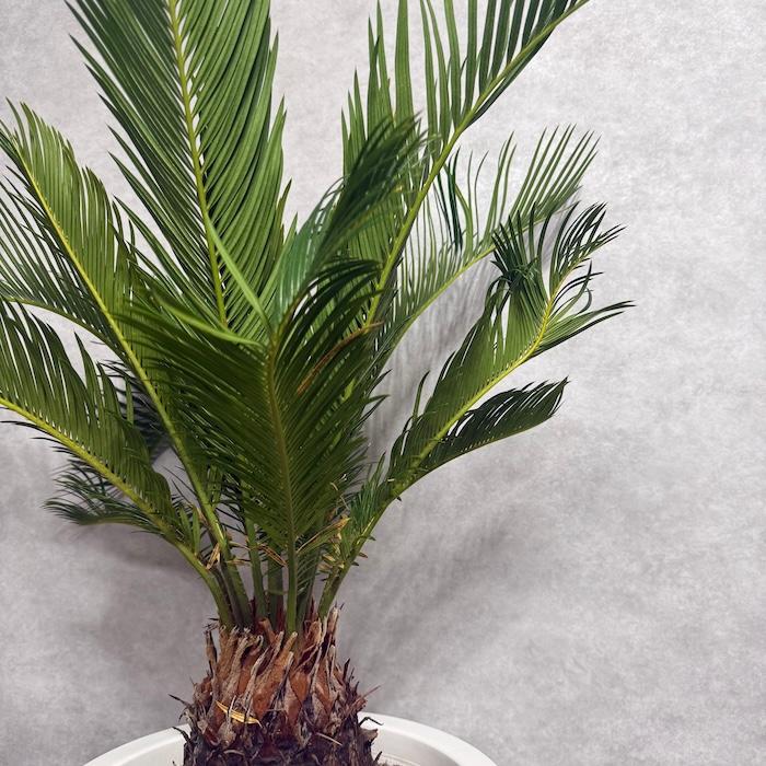 現品 観葉植物 ソテツ 蘇鉄 10号鉢苗 大型種類 庭木 風水 地植え