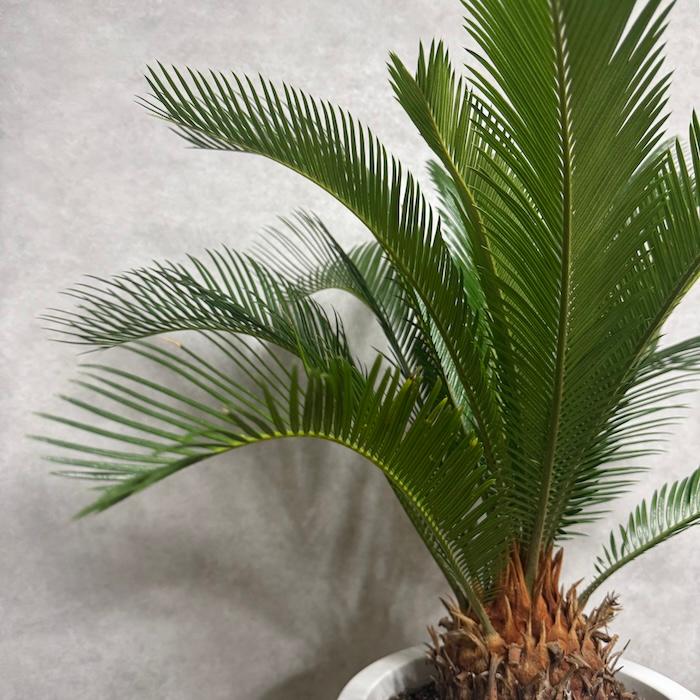 現品 観葉植物 ソテツ 蘇鉄 10号鉢苗 大型種類 庭木 風水 地植え