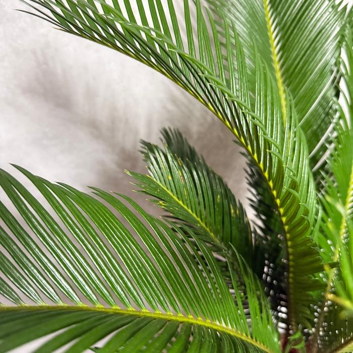 現品 観葉植物 ソテツ 蘇鉄 10号鉢苗 大型種類 庭木 風水 地植え
