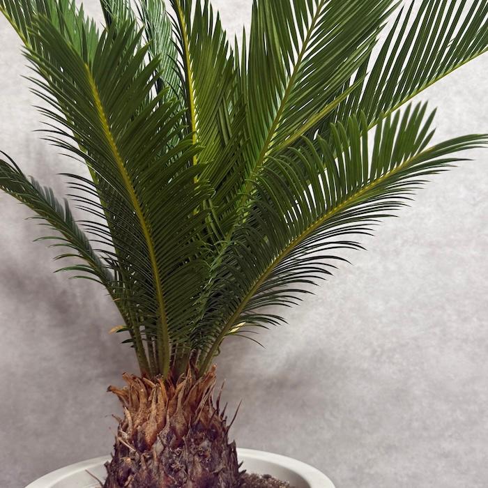 現品 観葉植物 ソテツ 蘇鉄 10号鉢苗 大型種類 庭木 風水 地植え
