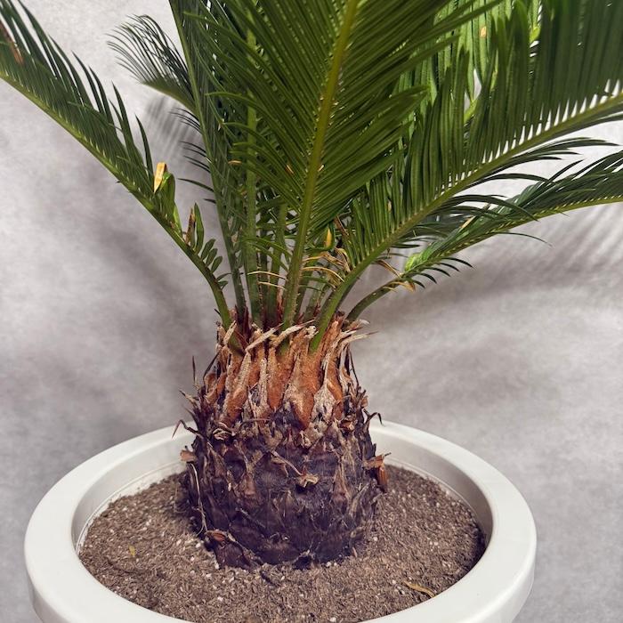 直接取引！　ソテツ 観葉植物 １０号鉢 現品 観葉植物 ソテツ 蘇鉄 10号鉢苗 大型種類 庭木 風水 地植え