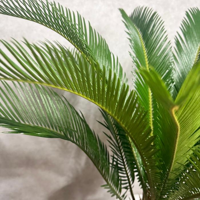 現品 観葉植物 ソテツ 蘇鉄 10号鉢苗 大型種類 庭木 風水 地植え