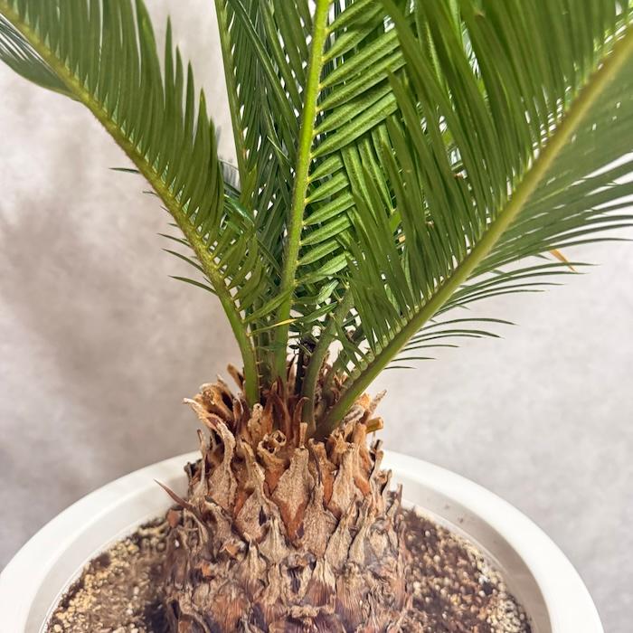 蘇鉄(ソテツ)　10号鉢 現品 観葉植物 ソテツ 蘇鉄 10号鉢苗 大型種類 庭木 風水 地植え