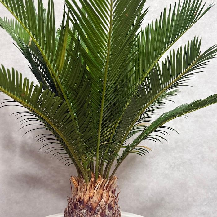 現品 観葉植物 ソテツ 蘇鉄 10号鉢苗 大型種類 庭木 風水 地植え