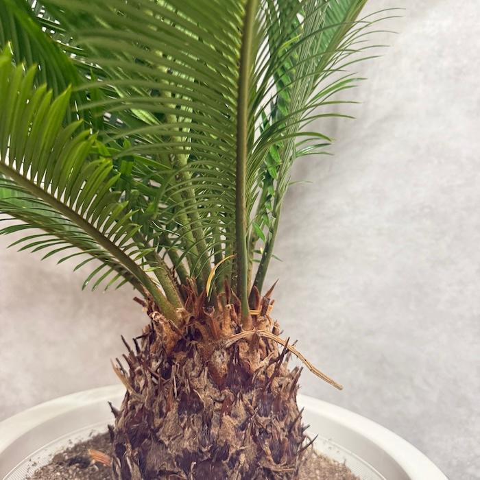 現品 観葉植物 ソテツ 蘇鉄 10号鉢苗 大型種類 庭木 風水 地植え