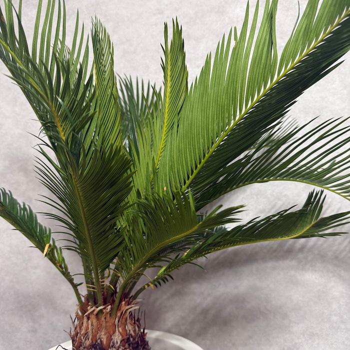 現品 観葉植物 ソテツ 蘇鉄 10号鉢苗 大型種類 庭木 風水 地植え
