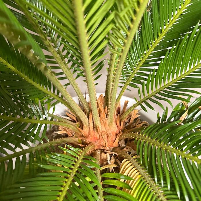 現品 観葉植物 ソテツ 蘇鉄 10号鉢苗 大型種類 庭木 風水 地植え