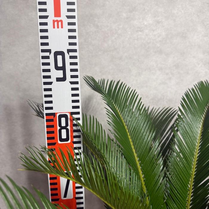 現品 観葉植物 ソテツ 蘇鉄 10号鉢苗 大型種類 庭木 風水 地植え