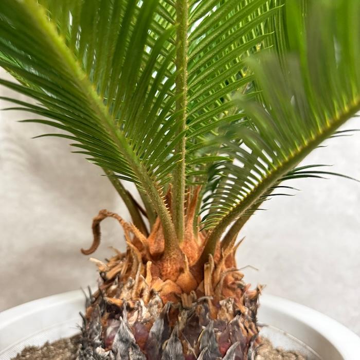 現品 観葉植物 ソテツ 蘇鉄 10号鉢苗 大型種類 庭木 風水 地植え