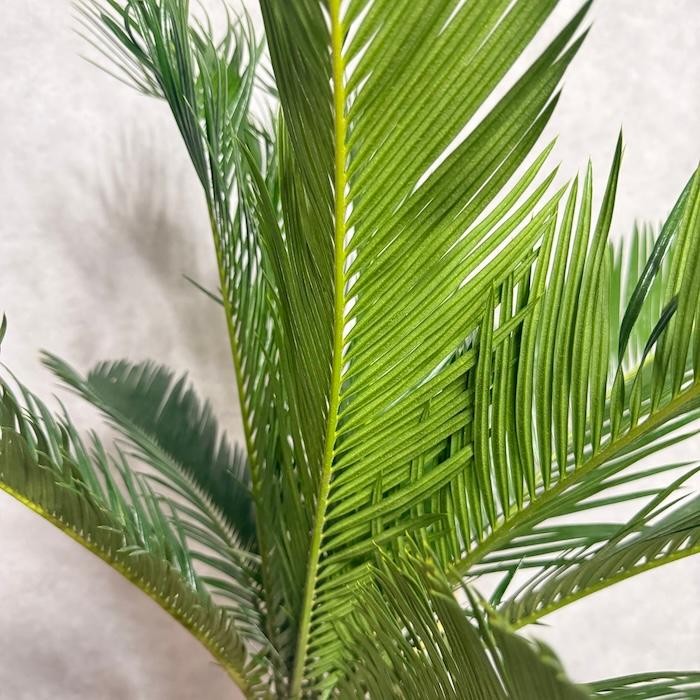 蘇鉄(ソテツ)　10号鉢 蘇鉄 ソテツ10号 観葉植物 お祝 新築祝い 開店祝い シンボルツリー