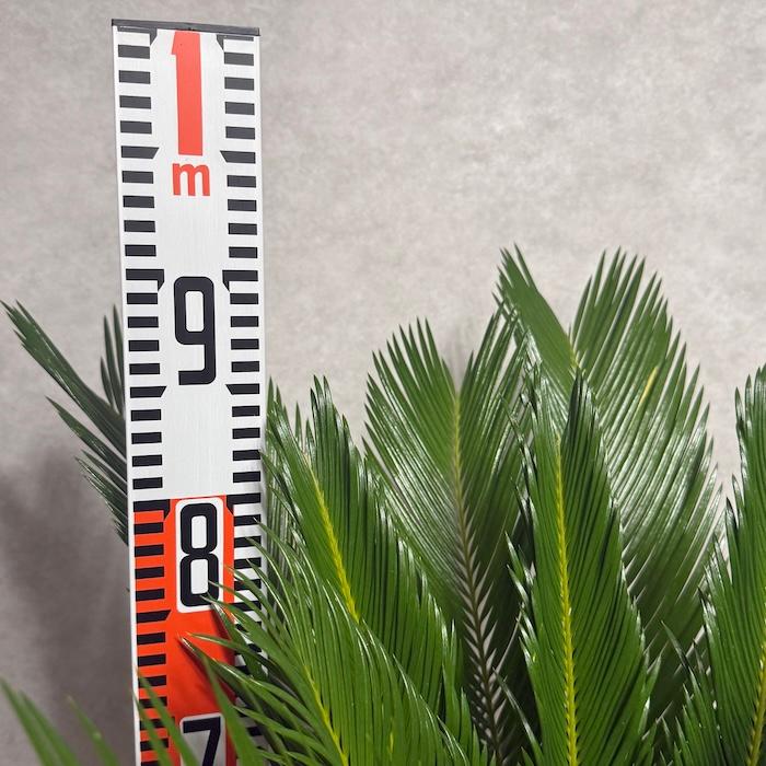 現品 観葉植物 ソテツ 蘇鉄 10号鉢苗 大型種類 庭木 風水 地植え