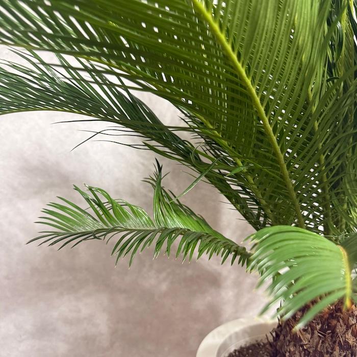 現品 観葉植物 ソテツ 蘇鉄 10号鉢苗 大型種類 庭木 風水 地植え