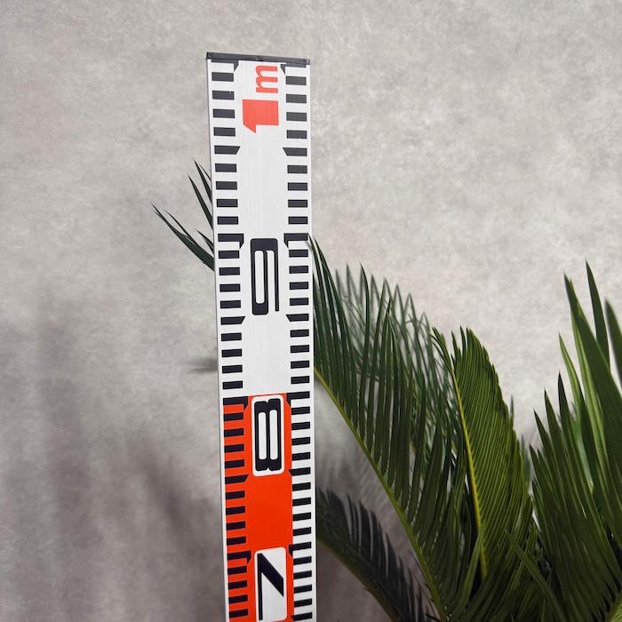 現品 観葉植物 ソテツ 蘇鉄 10号鉢苗 大型種類 庭木 風水 地植え