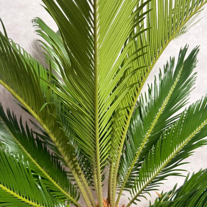 現品 観葉植物 ソテツ 蘇鉄 10号鉢苗 大型種類 庭木 風水 地植え