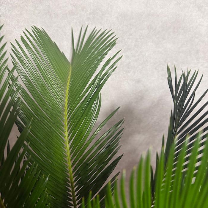 現品 観葉植物 ソテツ 蘇鉄 10号鉢苗 大型種類 庭木 風水 地植え