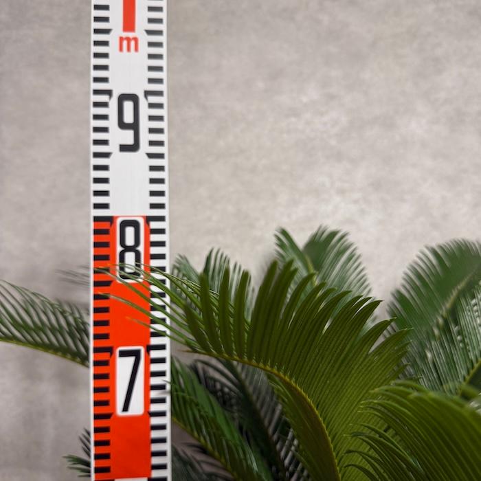 現品 観葉植物 ソテツ 蘇鉄 10号鉢苗 大型種類 庭木 風水 地植え
