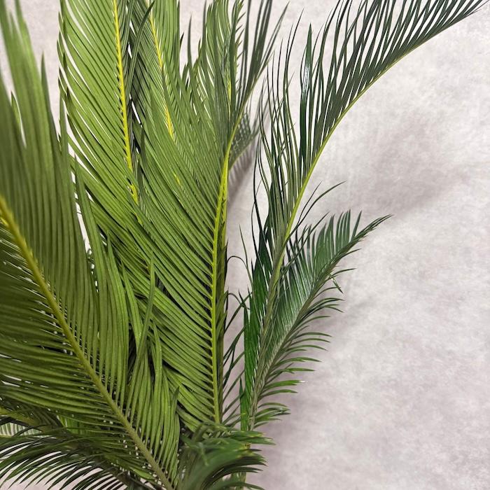 現品 観葉植物 ソテツ 蘇鉄 10号鉢苗 大型種類 庭木 風水 地植え