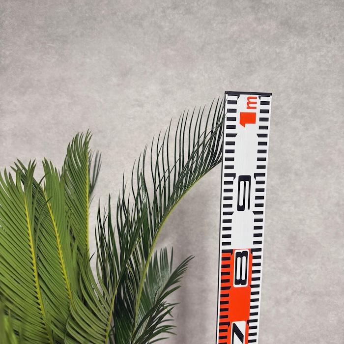 現品 観葉植物 ソテツ 蘇鉄 10号鉢苗 大型種類 庭木 風水 地植え