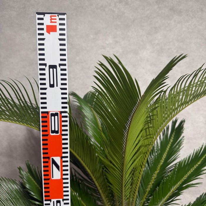 現品 観葉植物 ソテツ 蘇鉄 10号鉢苗 大型種類 庭木 風水 地植え