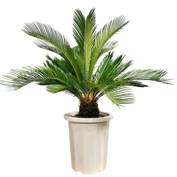 現品 観葉植物 ソテツ 蘇鉄 10号鉢苗 大型種類 庭木 風水 地植え