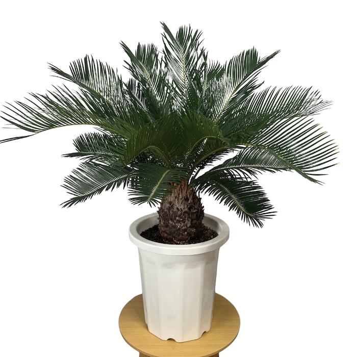 現品 観葉植物 ソテツ 蘇鉄 10号鉢苗 大型種類 庭木 風水 地植え