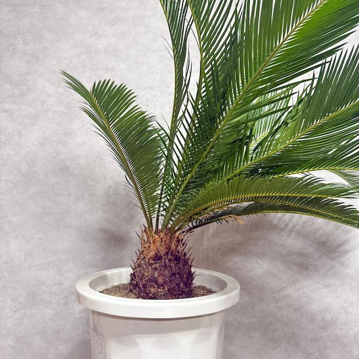 現品 観葉植物 ソテツ 蘇鉄 10号鉢苗 大型種類 庭木 風水 地植え