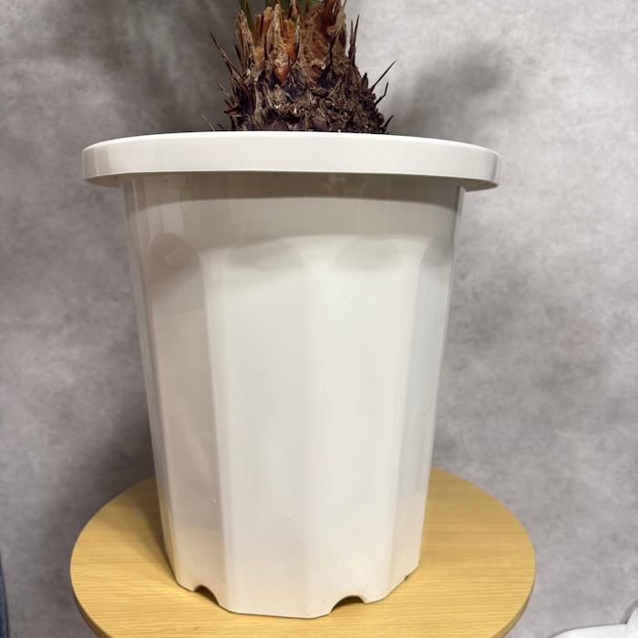 現品 観葉植物 ソテツ 蘇鉄 10号鉢苗 大型種類 庭木 風水 地植え