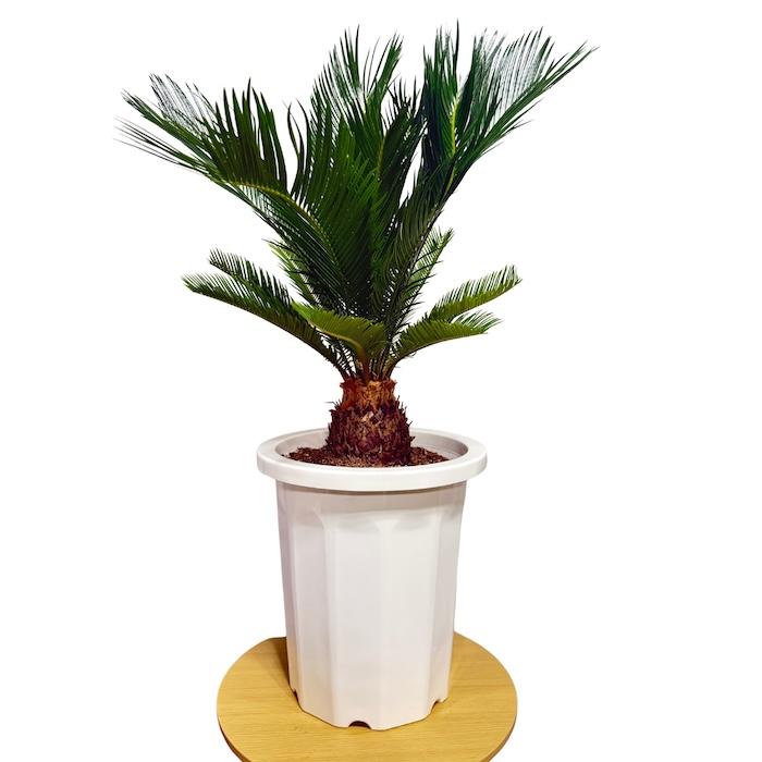 現品 観葉植物 ソテツ 蘇鉄 10号鉢苗 大型種類 庭木 風水 地植え 