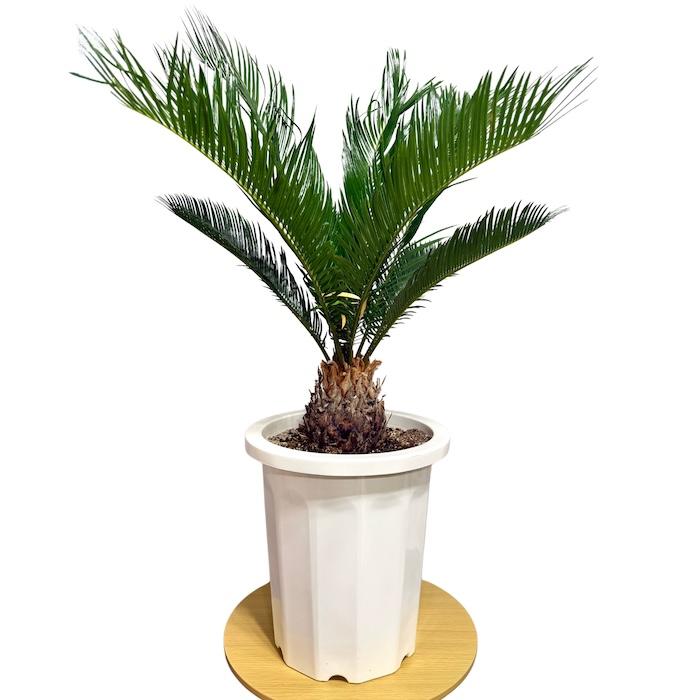 最終価格！おすすめ！ソテツ　蘇鉄　10号鉢 美形 現品 観葉植物 ソテツ 蘇鉄 10号鉢苗 大型種類 庭木 風水 地植え
