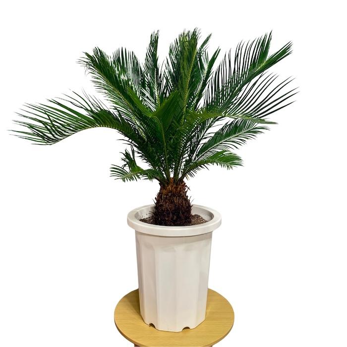 これから葉が出てきます✨（10%オフ）　雄大　蘇轍　10号鉢 現品 観葉植物 ソテツ 蘇鉄 10号鉢苗 大型種類 庭木 風水 地植え