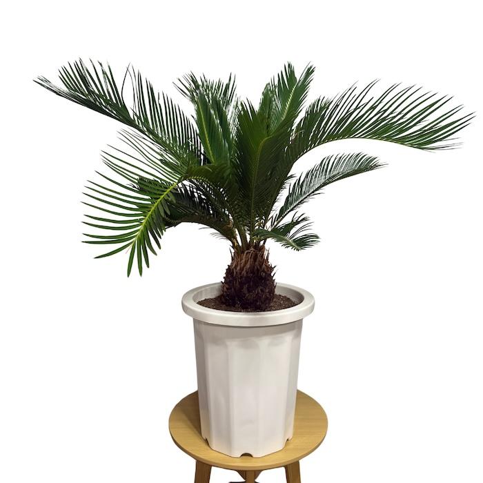 直接取引！　ソテツ 観葉植物 １０号鉢 現品 観葉植物 ソテツ 蘇鉄 10号鉢苗 大型種類 庭木 風水 地植え