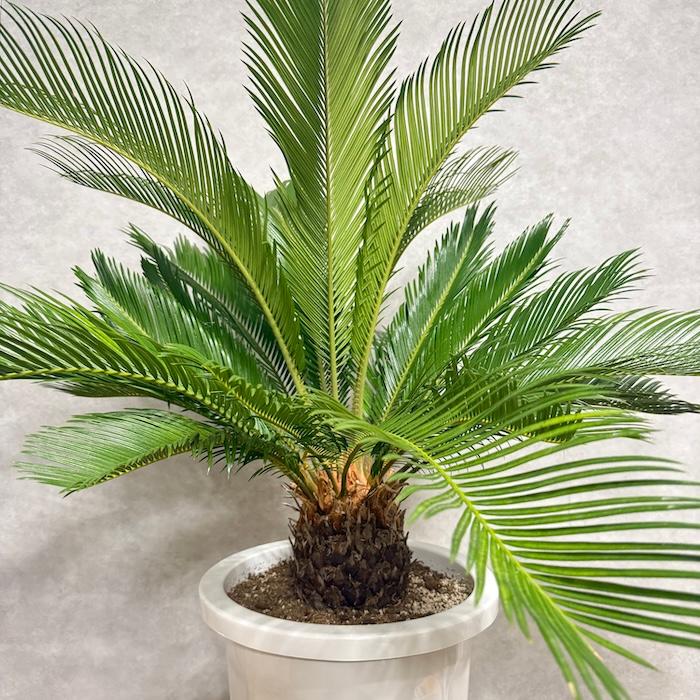◼️蘇鉄①◼️ソテツ 観葉植物 鉢植え◼️ 現品 観葉植物 ソテツ 蘇鉄 10号鉢苗 大型種類 庭木 風水 地植え