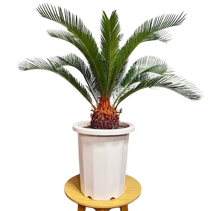 現品 観葉植物 ソテツ 蘇鉄 10号鉢苗 大型種類 庭木 風水 地植え