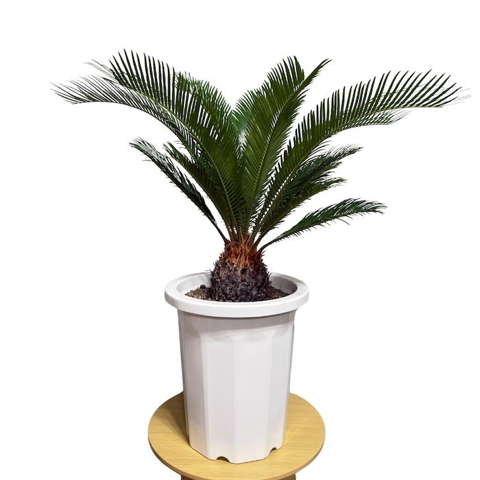 蘇鉄　⭐️ソテツ 観葉植物 鉢植　⭐️ 10号鉢 現品 観葉植物 ソテツ 蘇鉄 10号鉢苗 大型種類 庭木 風水 地植え